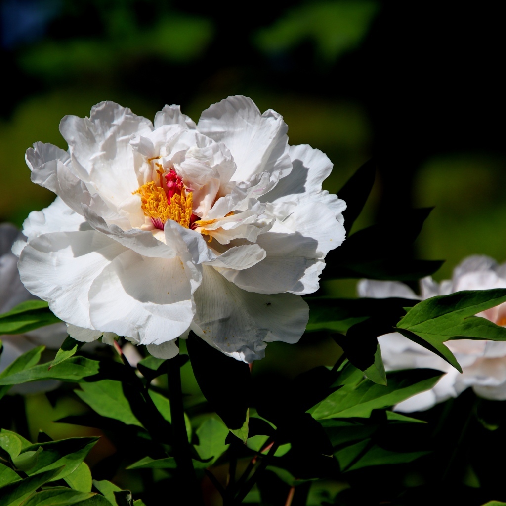 Большой белый пион крупным планом