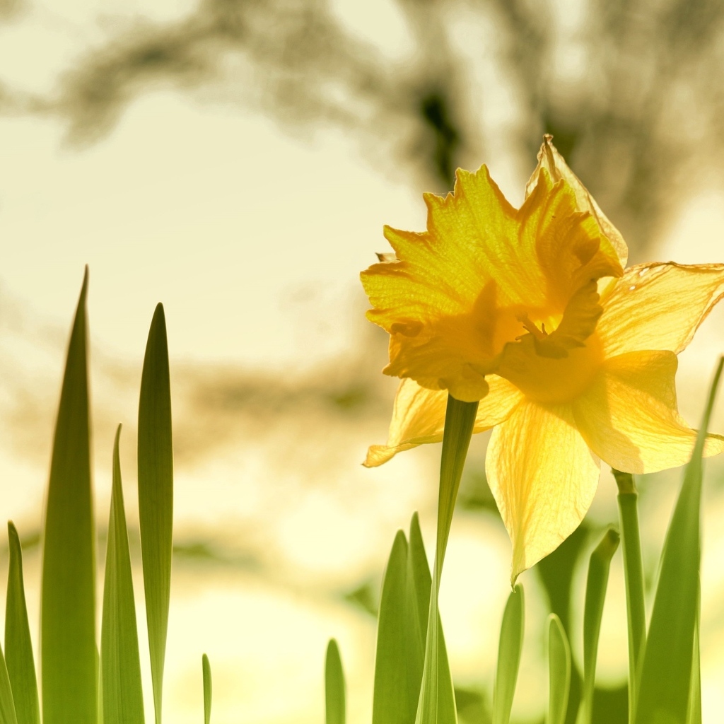 Крупный желтый цветок нарцисса