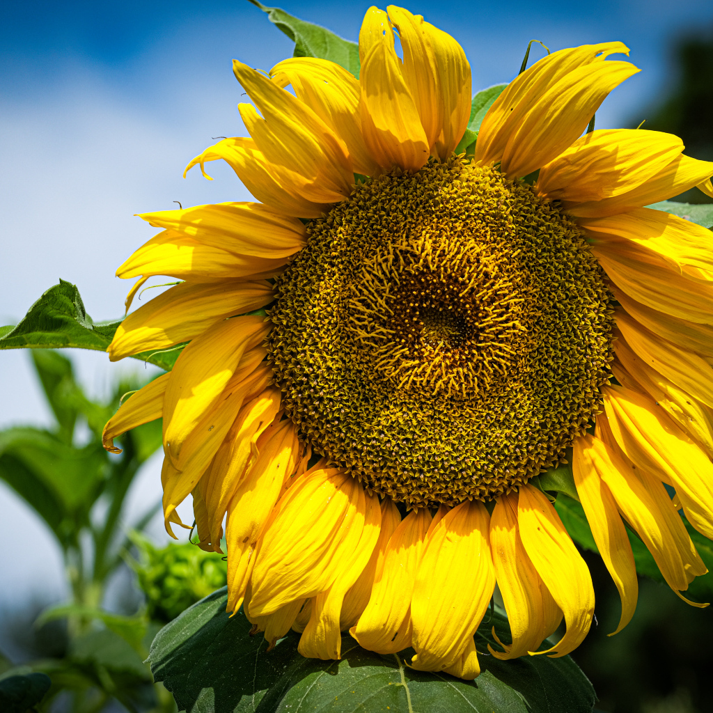 Большой желтый подсолнух на фоне голубого неба
