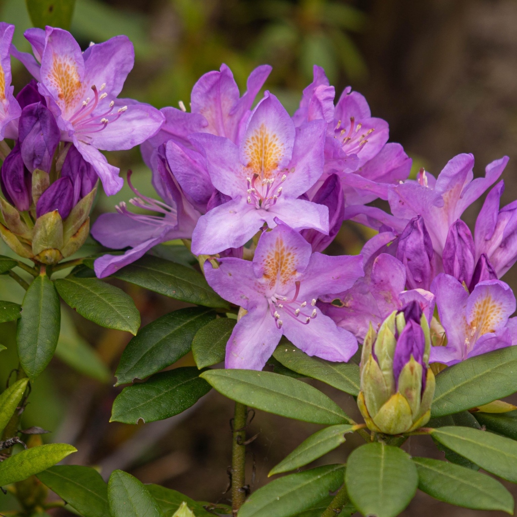 Сиреневые цветы рододендрона крупным планом