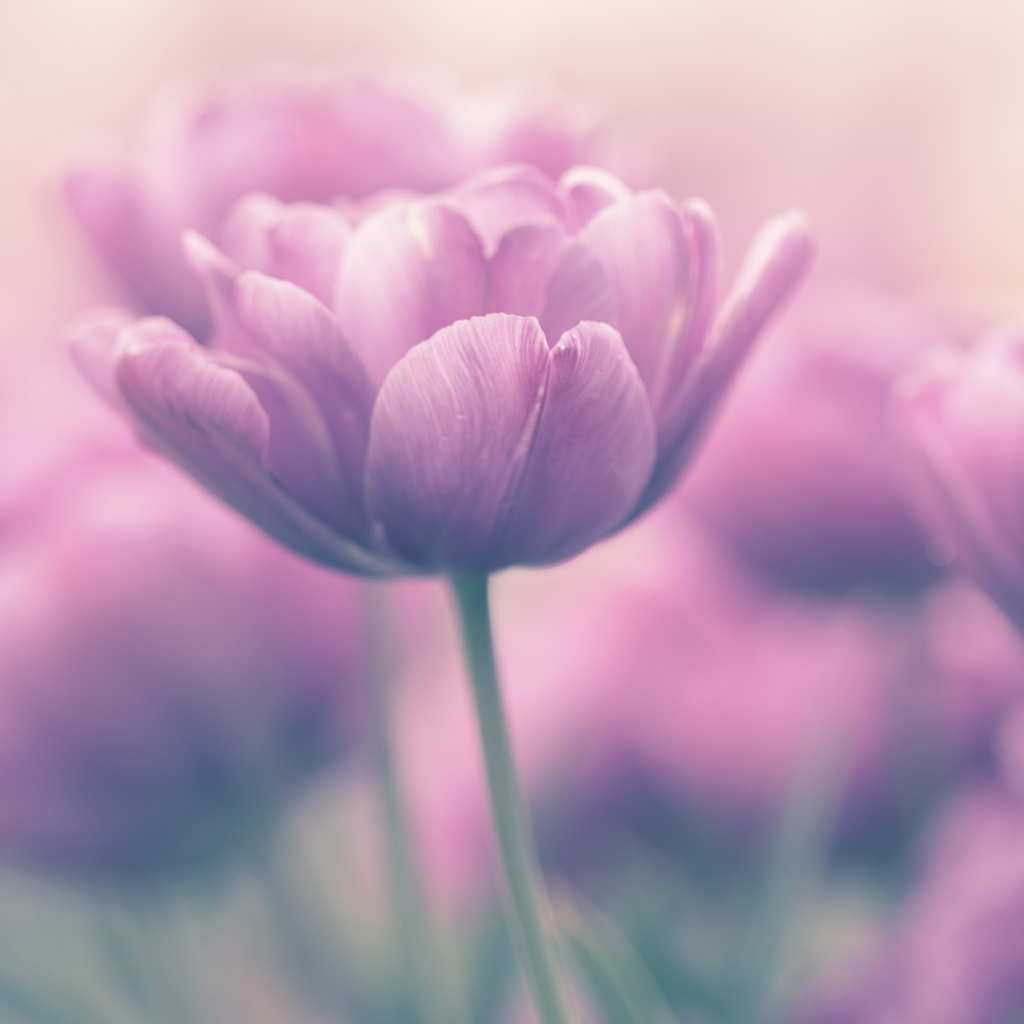 Сиреневый тюльпан крупным планом