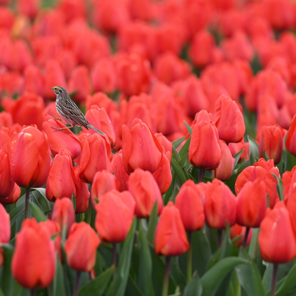 Маленькие птички сидят на красных тюльпанах