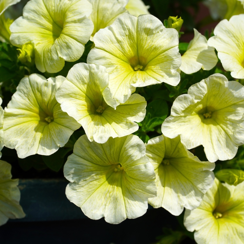 Много садовых цветок петунии