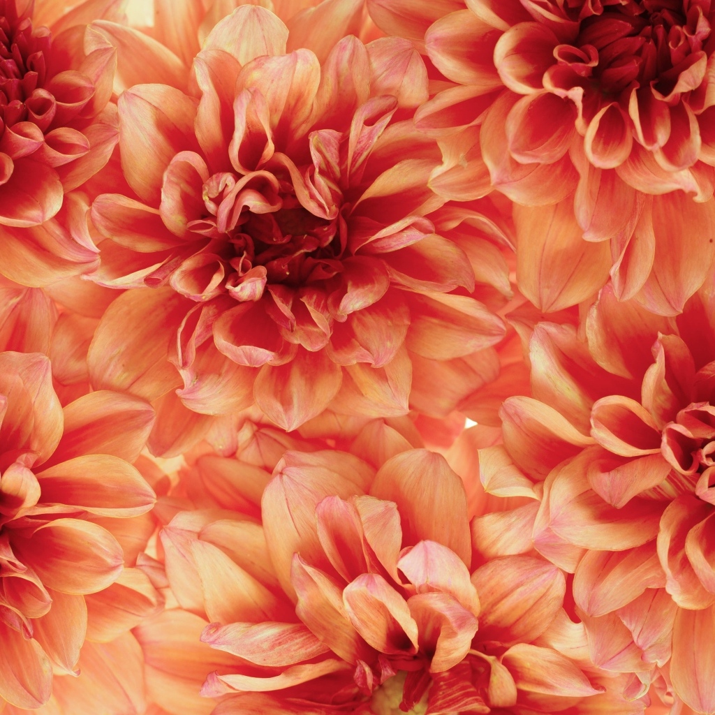 Много оранжевых георгин крупным планом