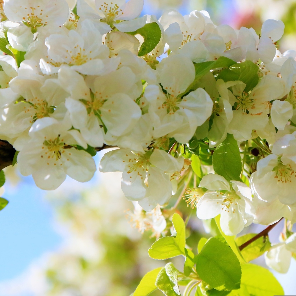 Пышная цветущая ветка яблони