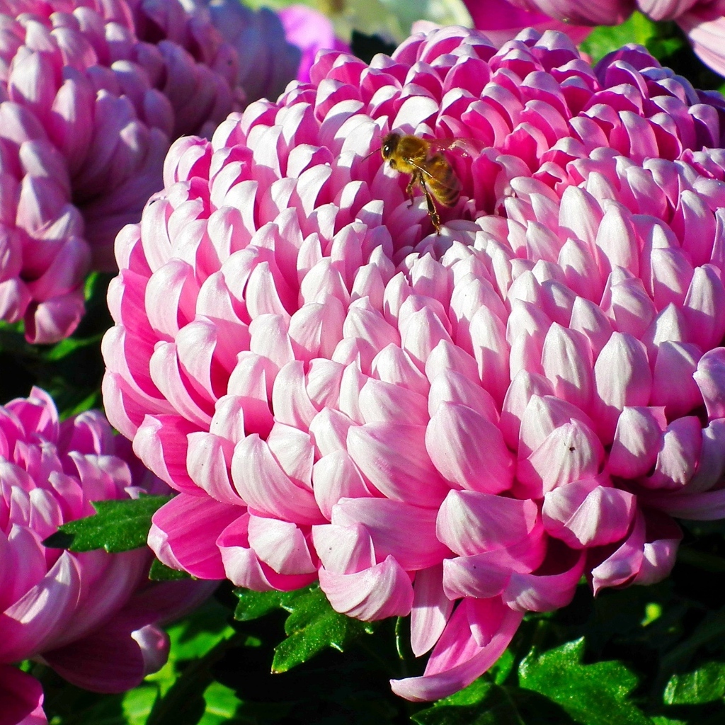 Пышные крупные розовые цветы хризантемы