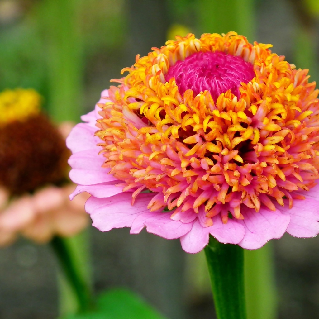 Пышный розовый цветок циннии 