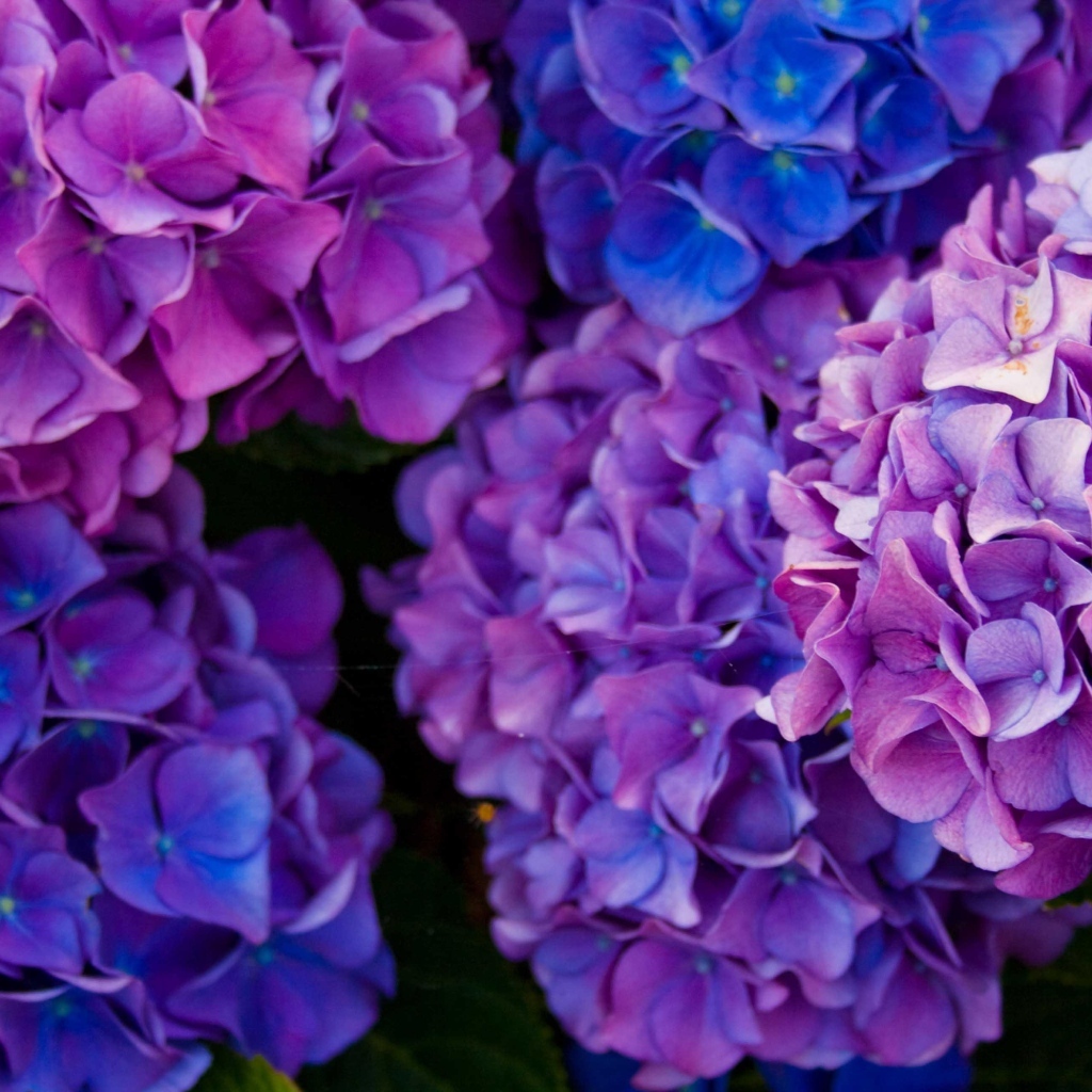 Пышные фиолетовые  цветы гортензии