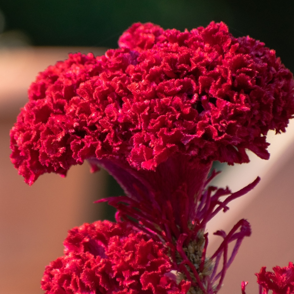 Пышный красный цветок крупным планом