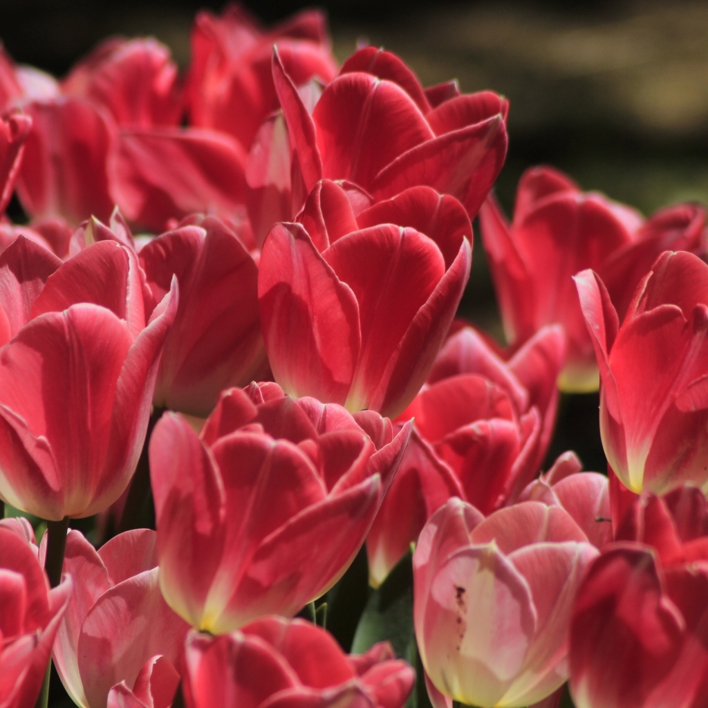 Много ярких розовых тюльпанов крупным планом