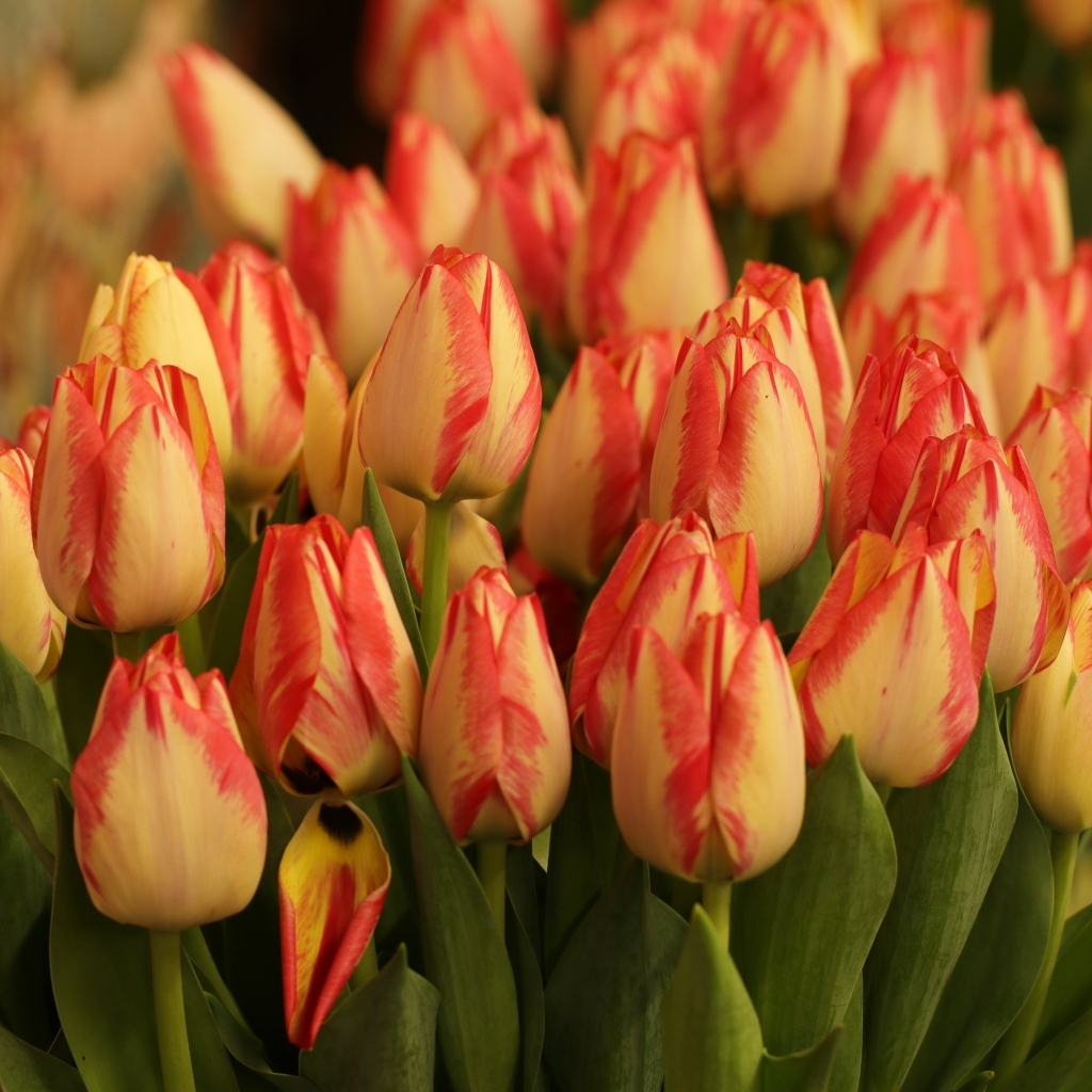 Много оранжевых тюльпанов крупным планом