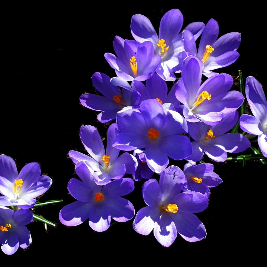 Много фиолетовых крокусов на черном фоне