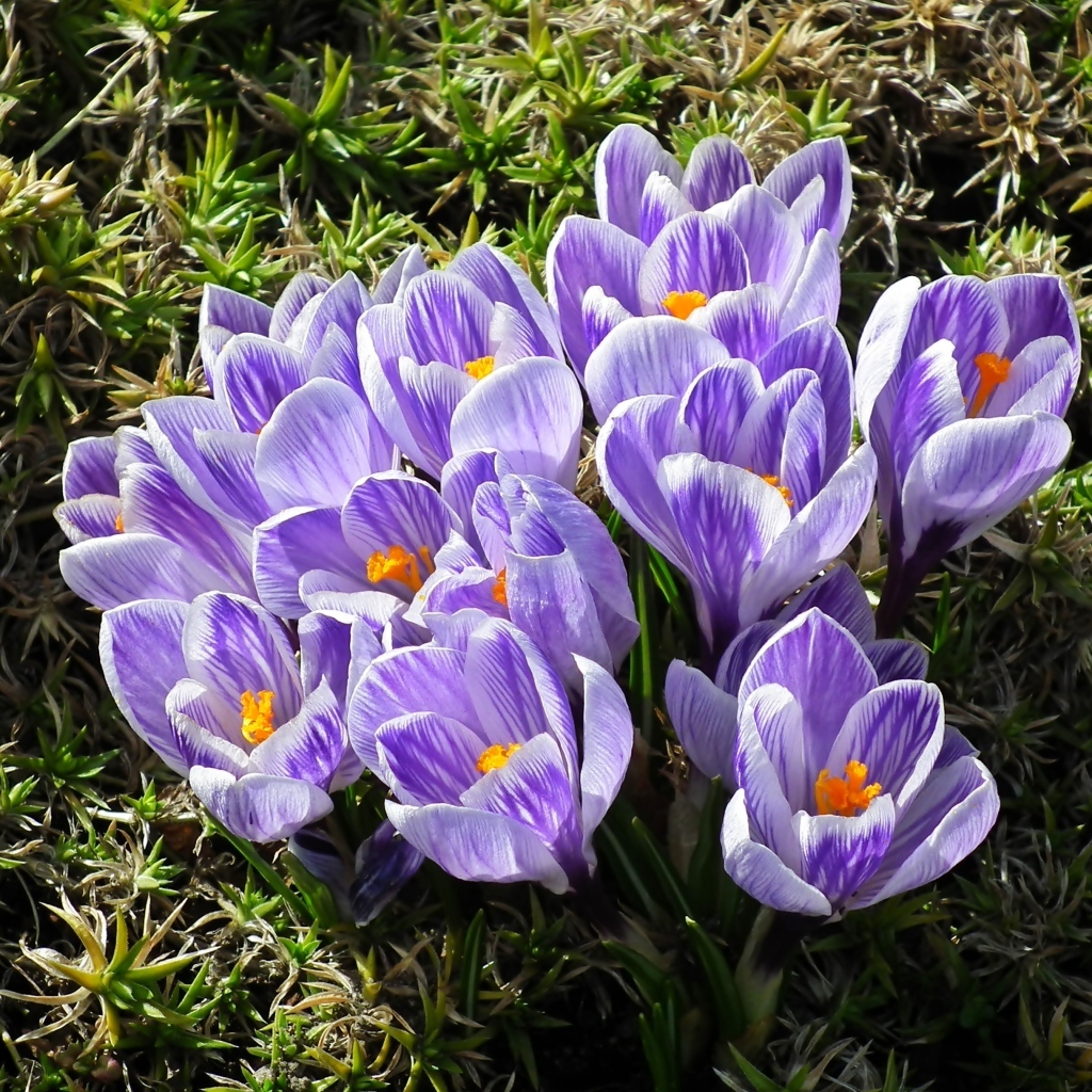 Много маленький ярких фиолетовых цветов крокуса