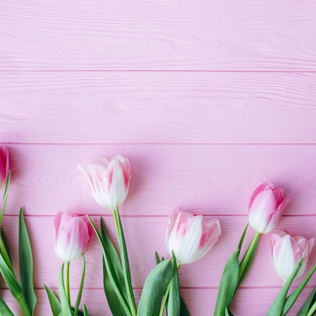 Много тюльпанов на розовом фоне