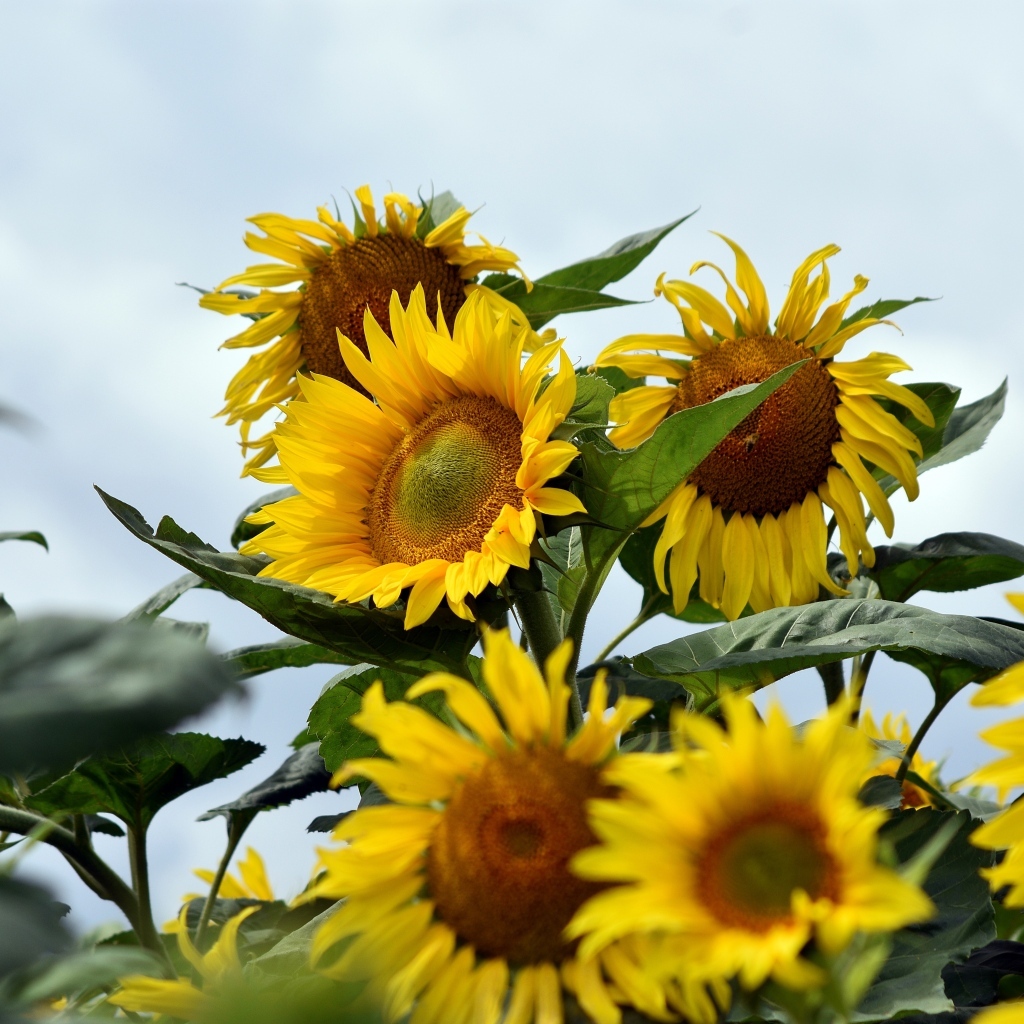 Много желтых подсолнухов на поле летом