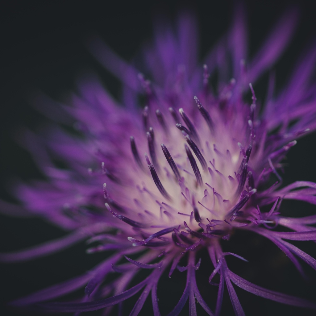 Середина фиолетового цветка на черном фоне