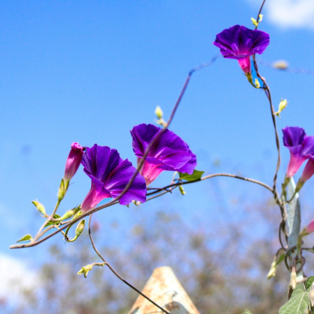 Цветы ипомея на фоне голубого неба