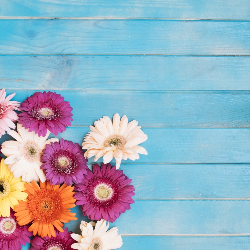 Разноцветные герберы на голубом фоне