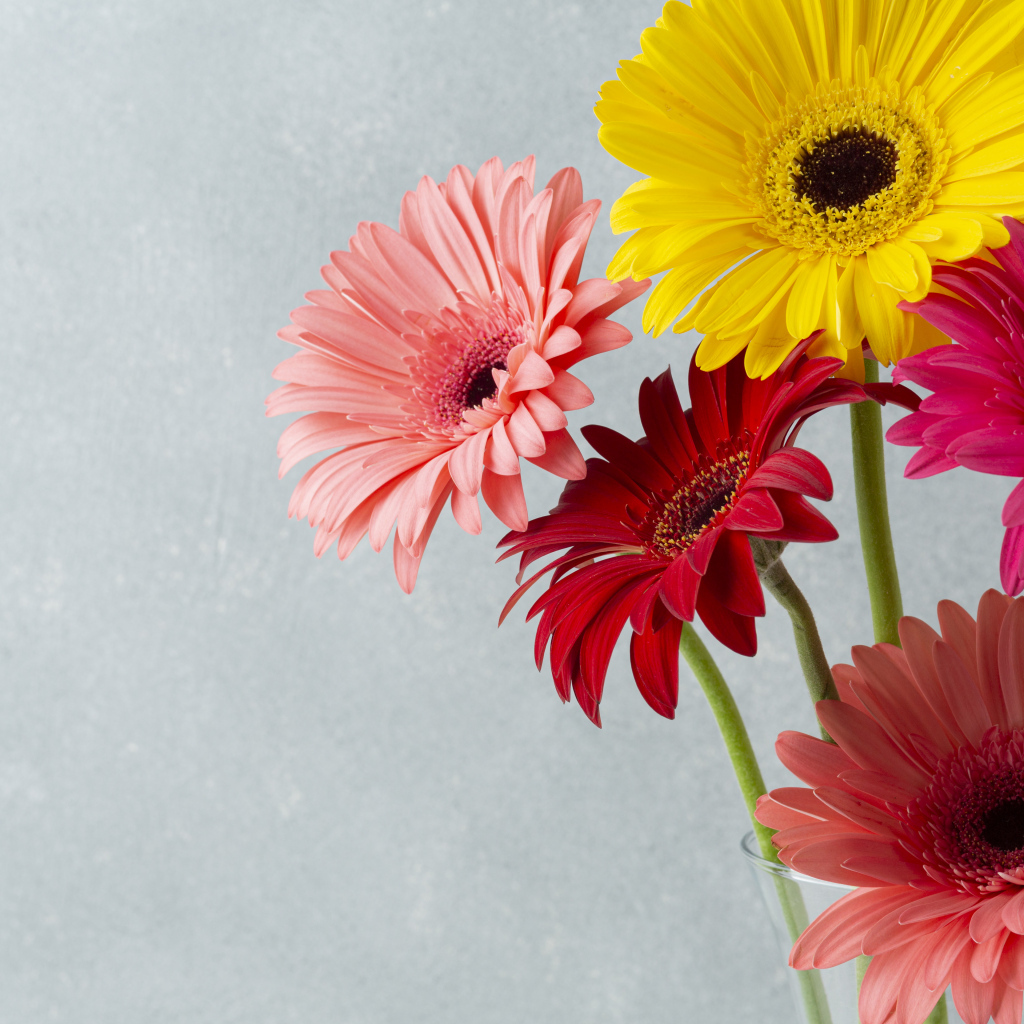 Разноцветные герберы на сером фоне крупным планом