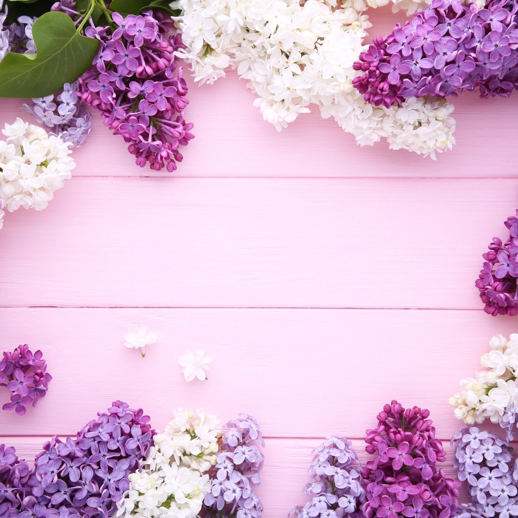 Разноцветные цветы сирени на розовом фоне