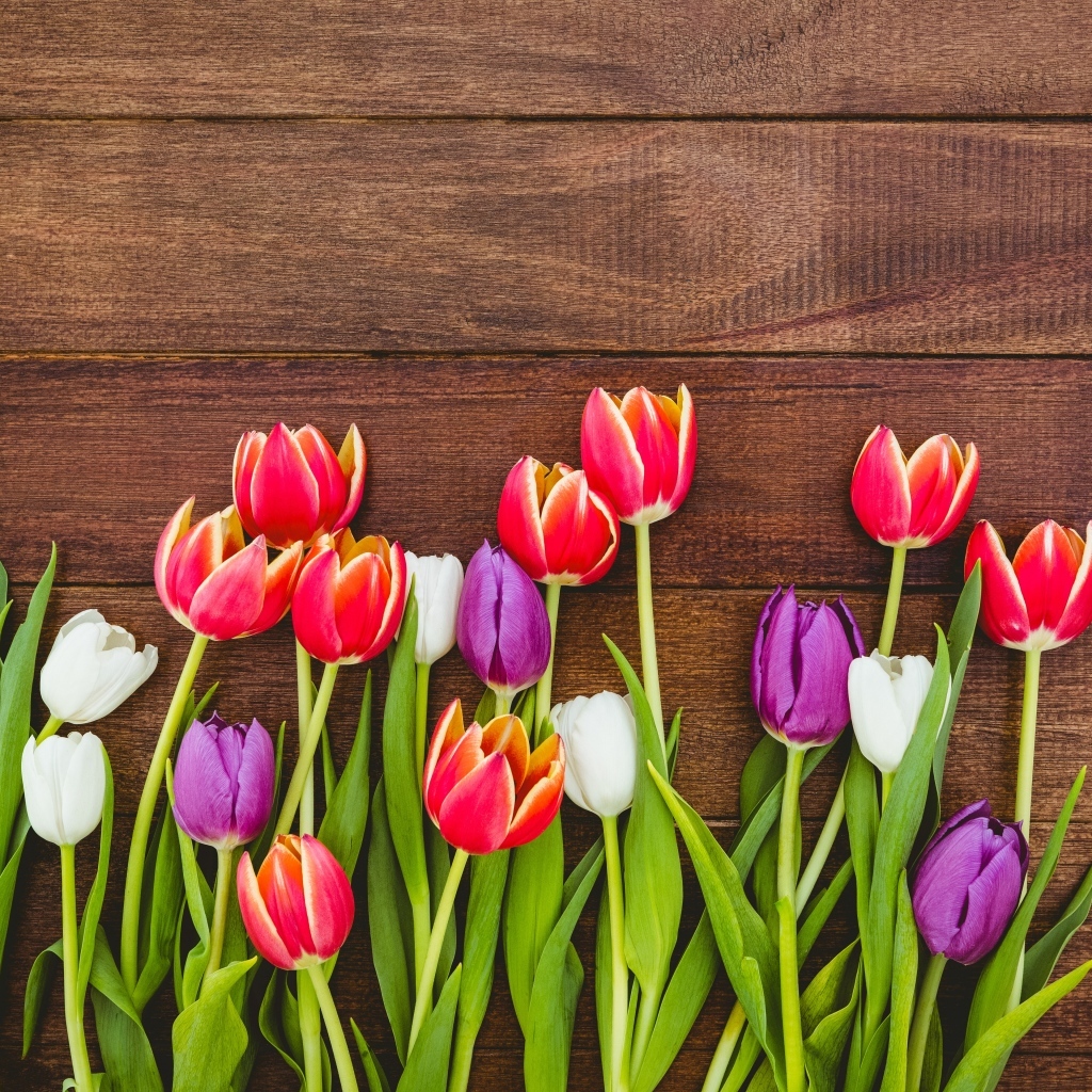 Разноцветные тюльпаны на деревянном фоне