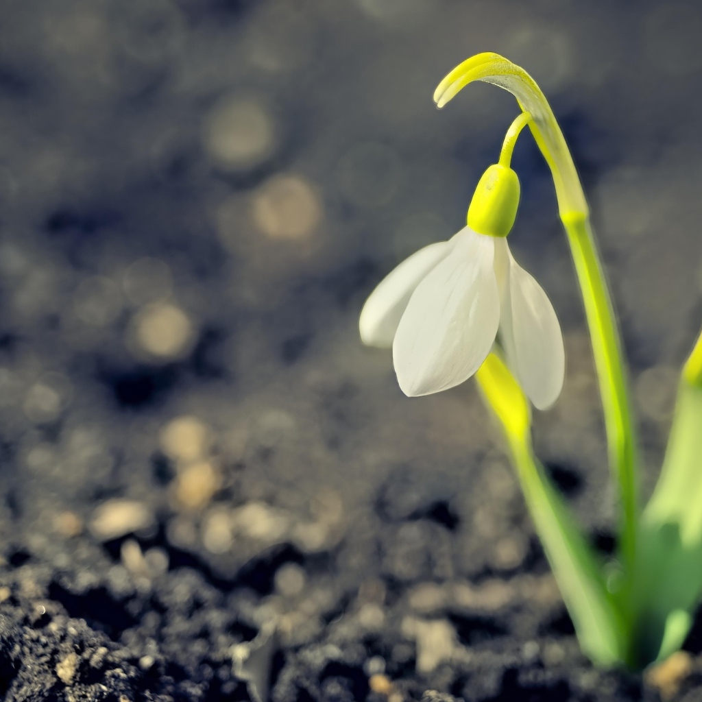 Один белый весенний подснежник на черной земле