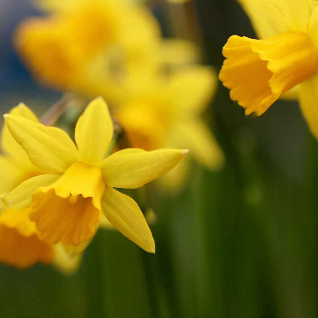 Оранжевые нарциссы на клумбе крупным планом