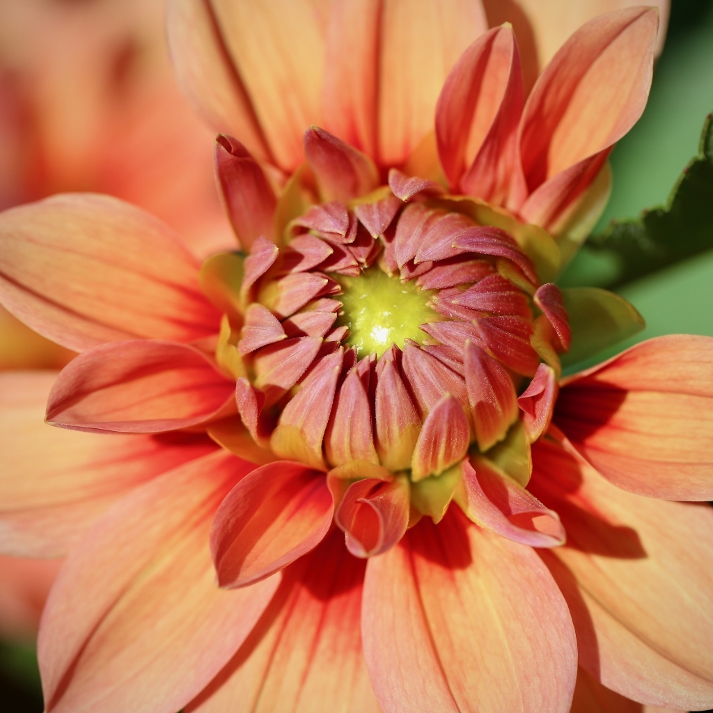 Оранжевая георгина распускается на клумбе