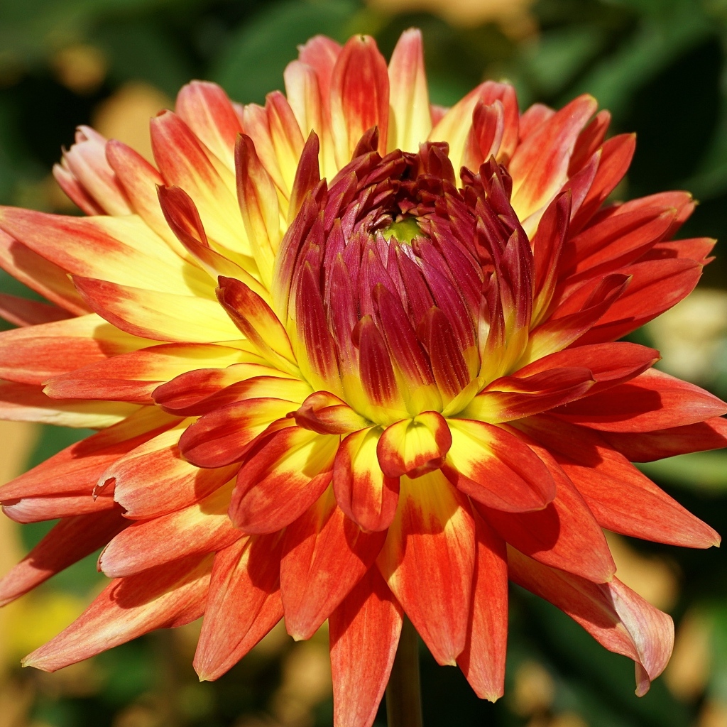 Оранжевый цветок георгина крупным планом