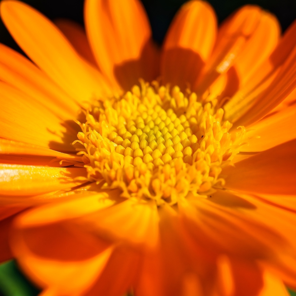 Оранжевый цветок георгина крупным планом