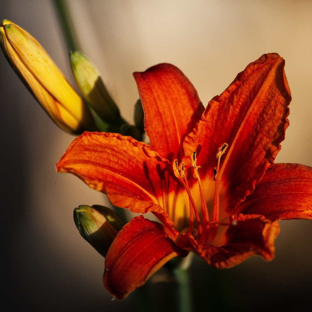 Оранжевый цветок лилейника с бутоном крупным планом