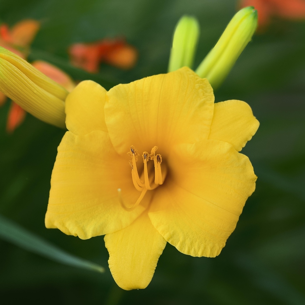 Оранжевый лилейник с бутонами крупным планом