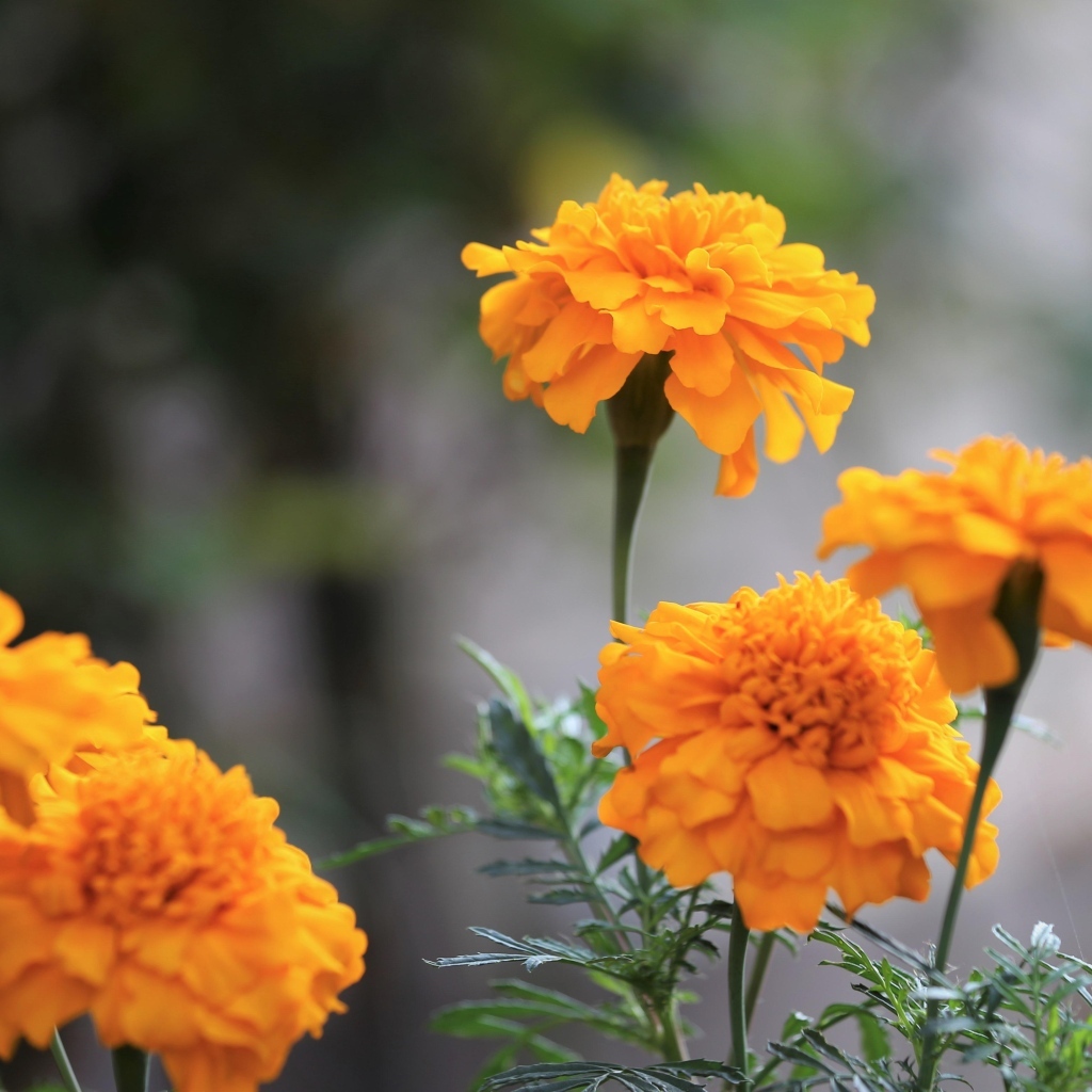 Оранжевые садовые цветы бархатцы