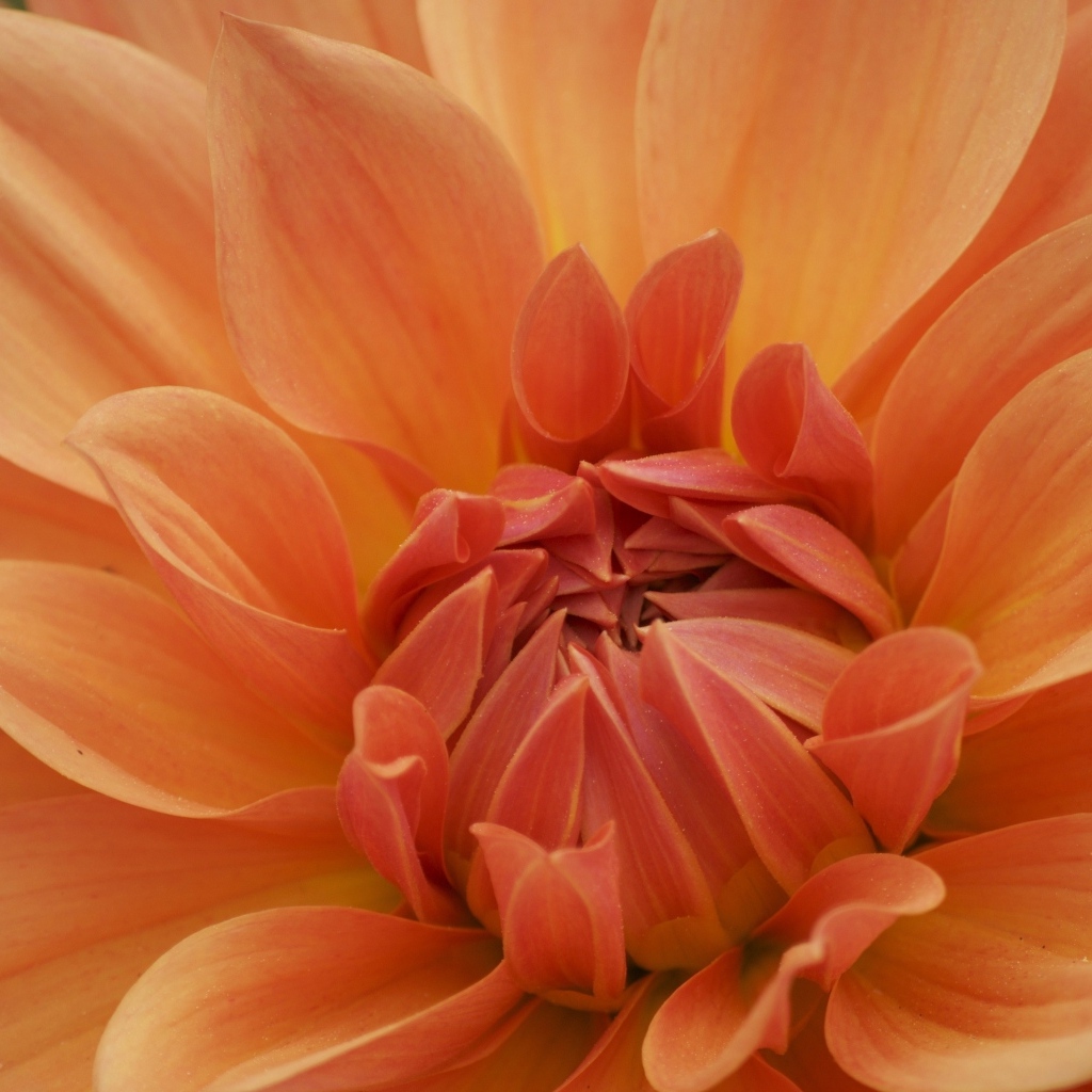 Оранжевый крупный цветок георгина крупным планом