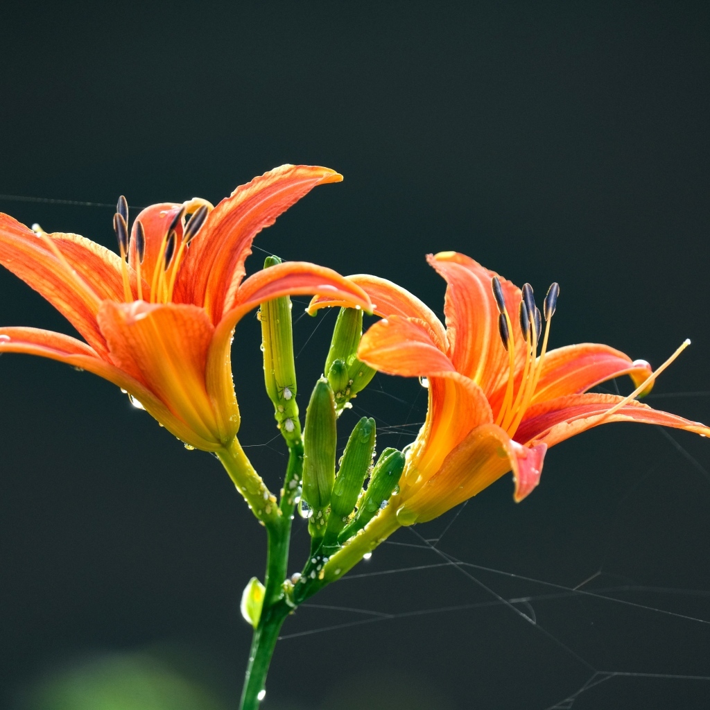 Оранжевые цветы лилии на черном фоне в каплях росы