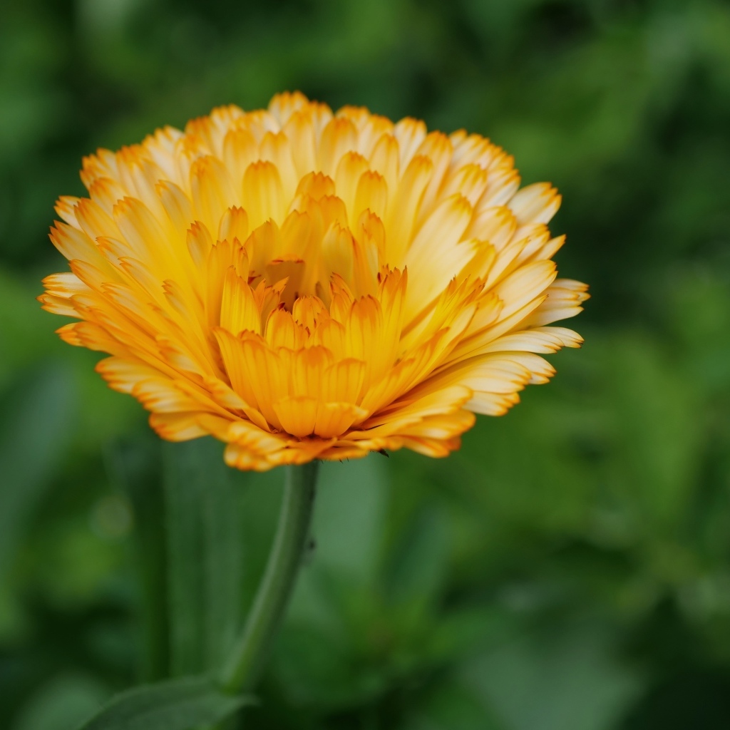 Оранжевый цветок ноготки крупным планом