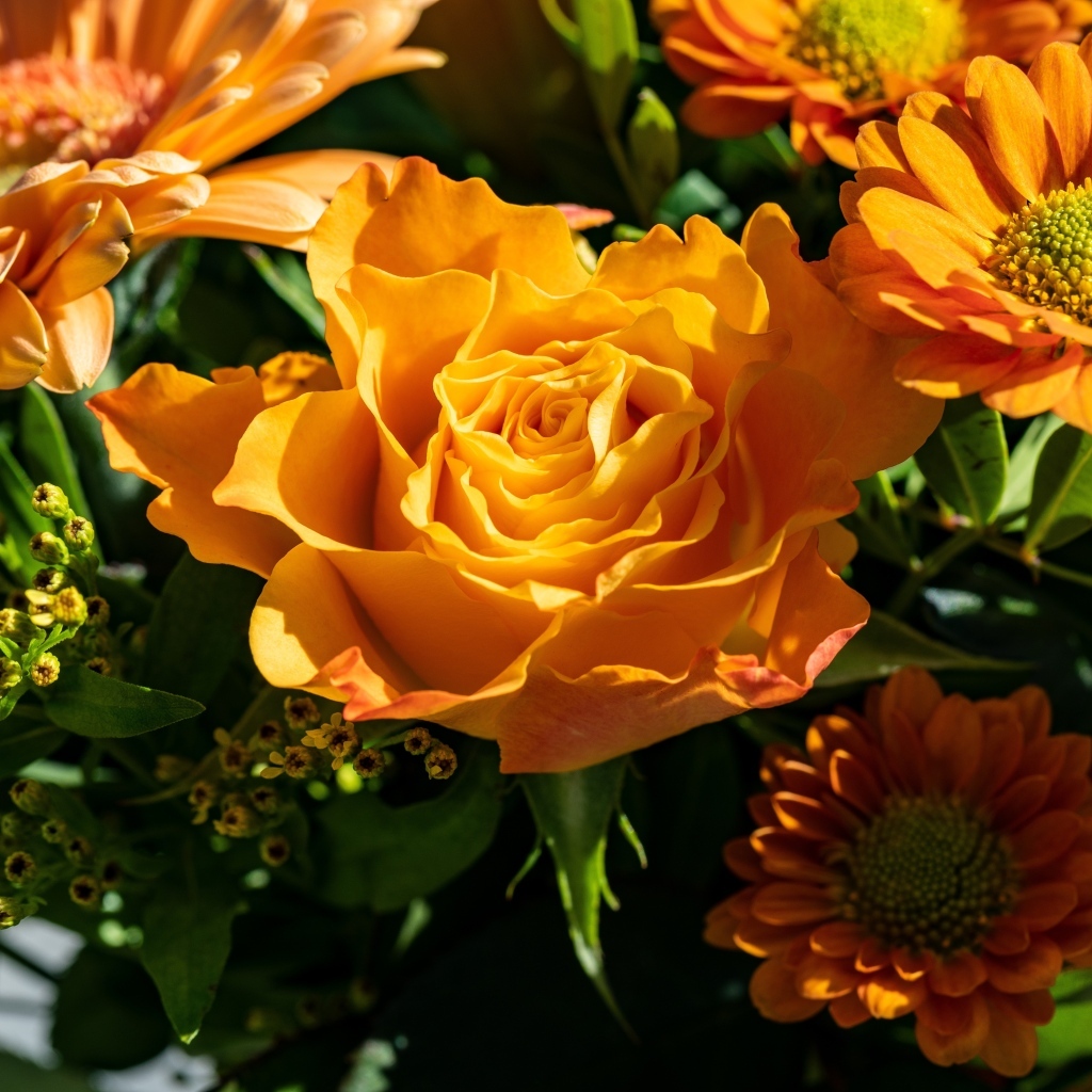 Оранжевые розы и хризантемы крупным планом