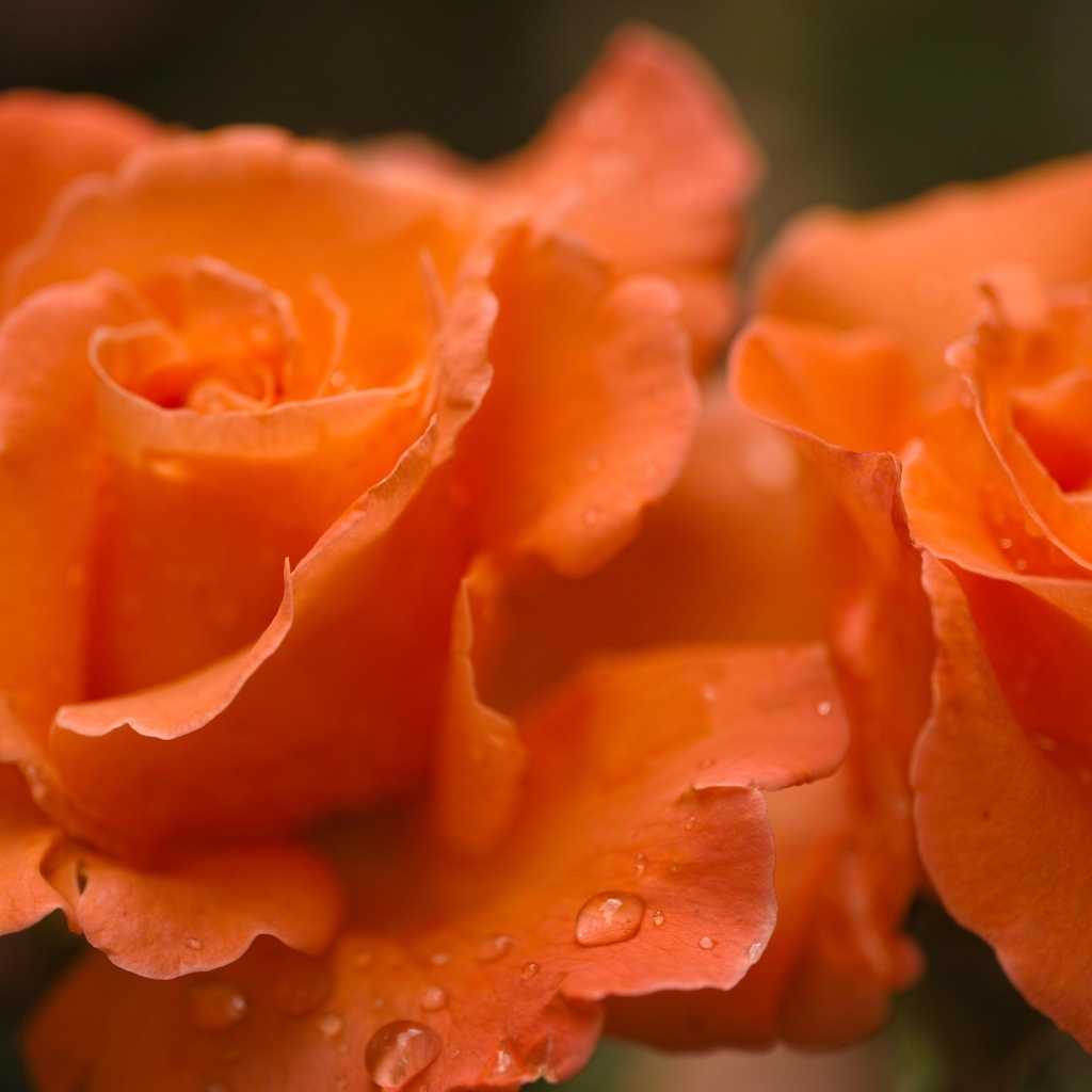 Оранжевые розы с каплями дождя на лепестках