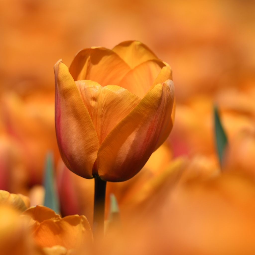 Оранжевый цветок тюльпана на клумбе крупным планом