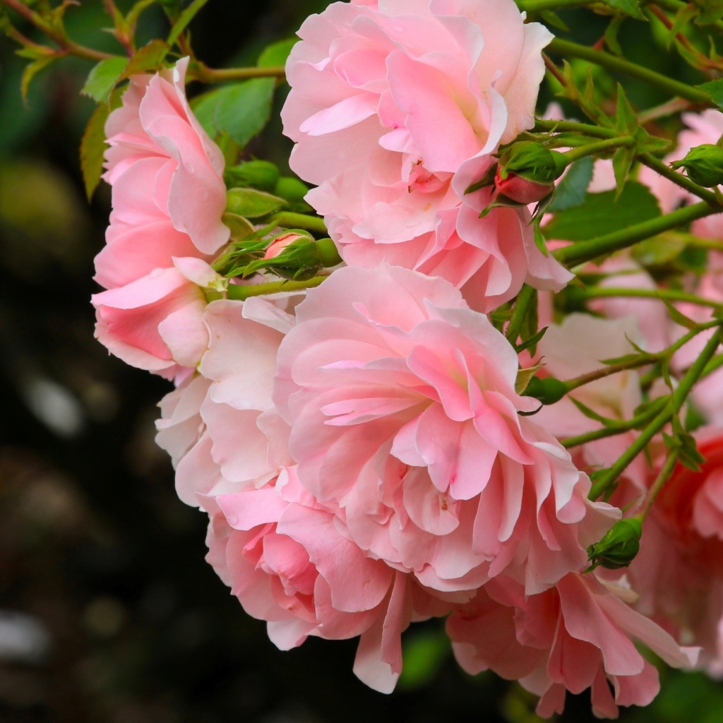 Куст парковой розы с розовыми цветами