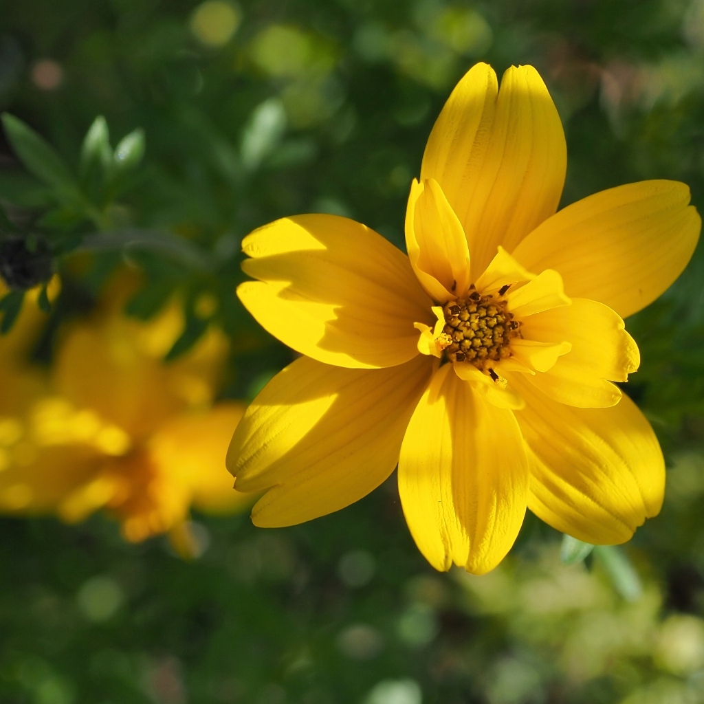 Многолетний желтый цветок хризантемы