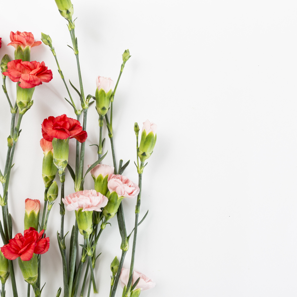 Розовые и красные гвоздики на сером фоне