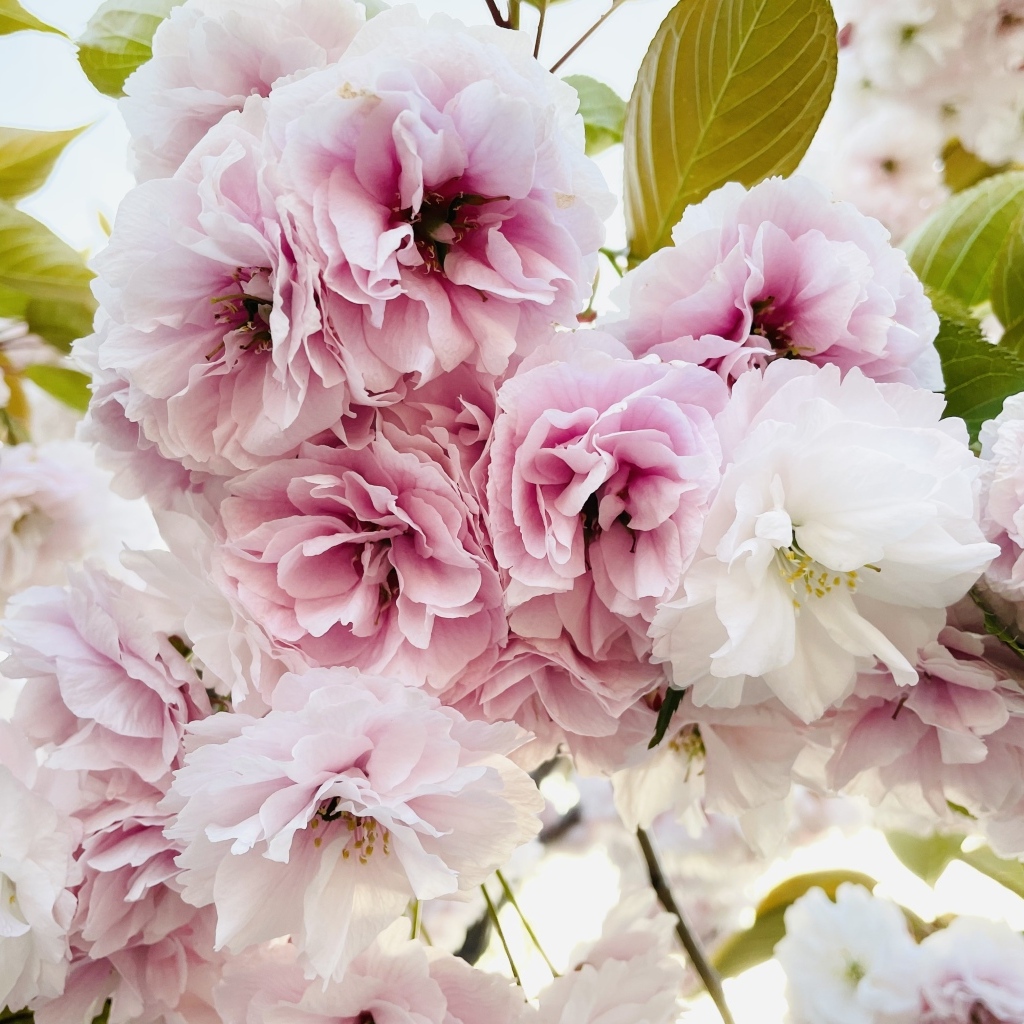 Розовые и белые цветы луизеания крупным планом