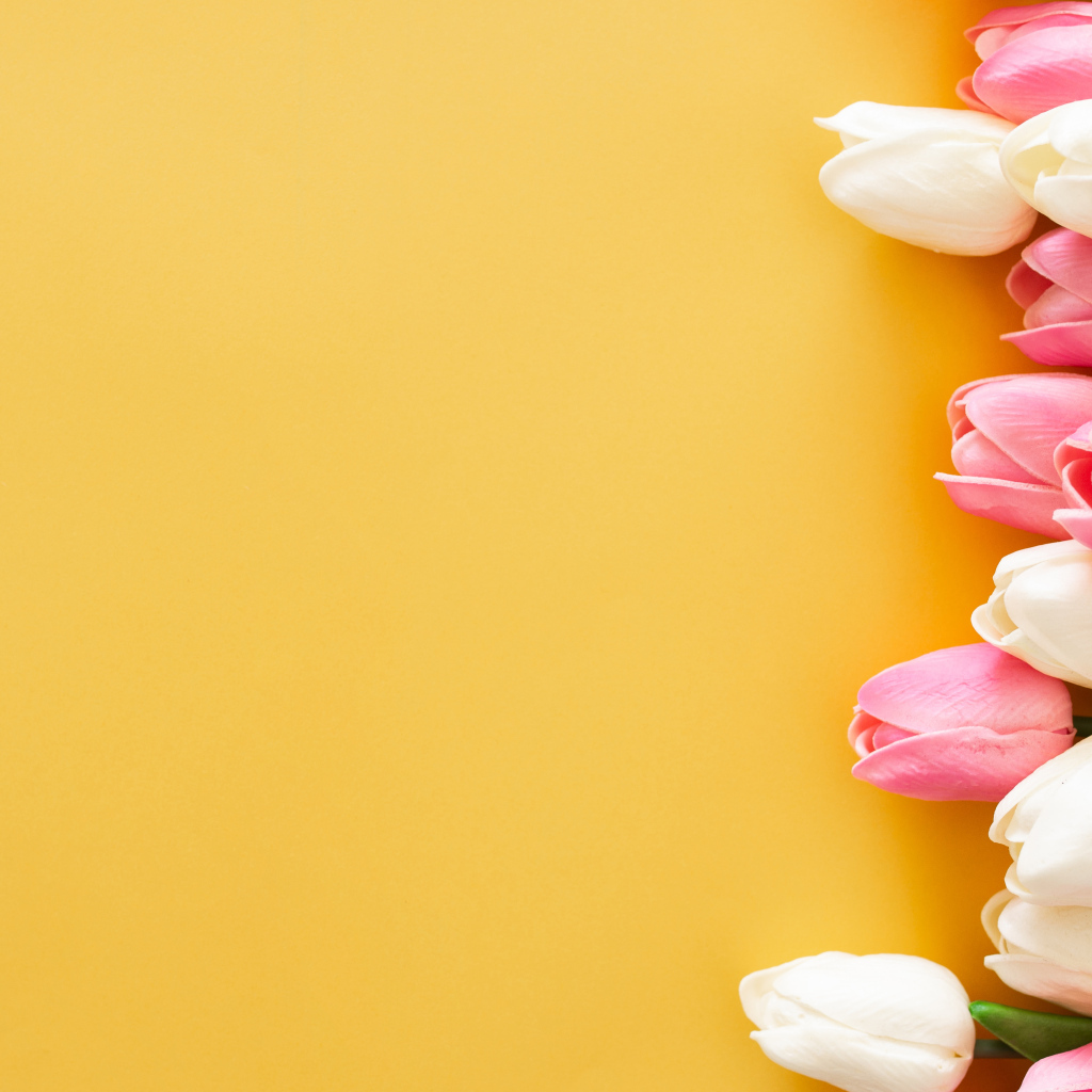 Розовые и белые тюльпаны на желтом фоне, шаблон для открытки