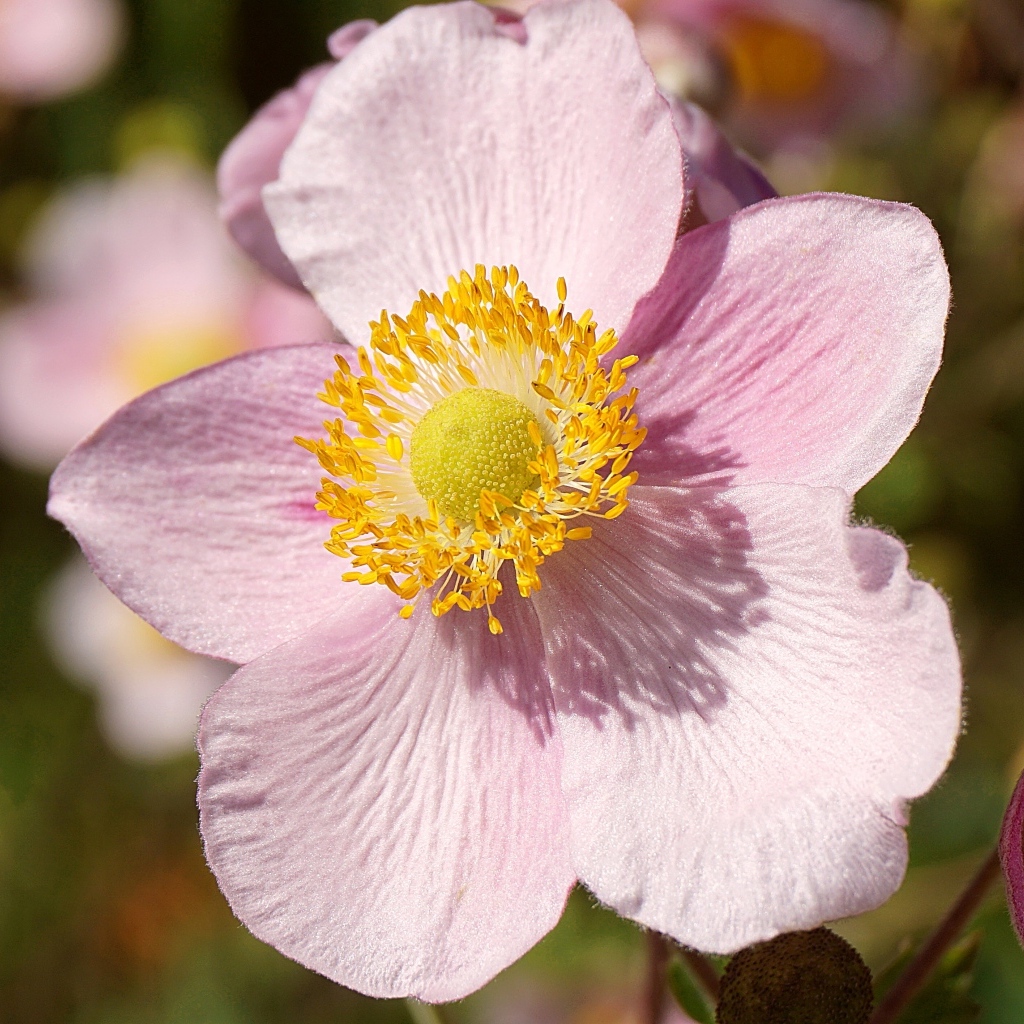 Розовый цветок анемона с бутоном крупным планом