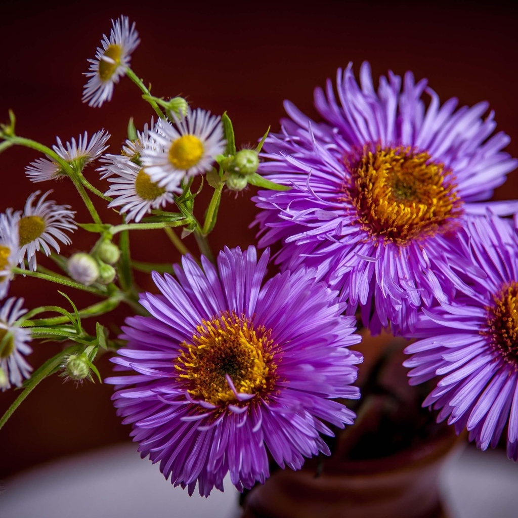 Розовые осенние цветы сентябринка в вазе