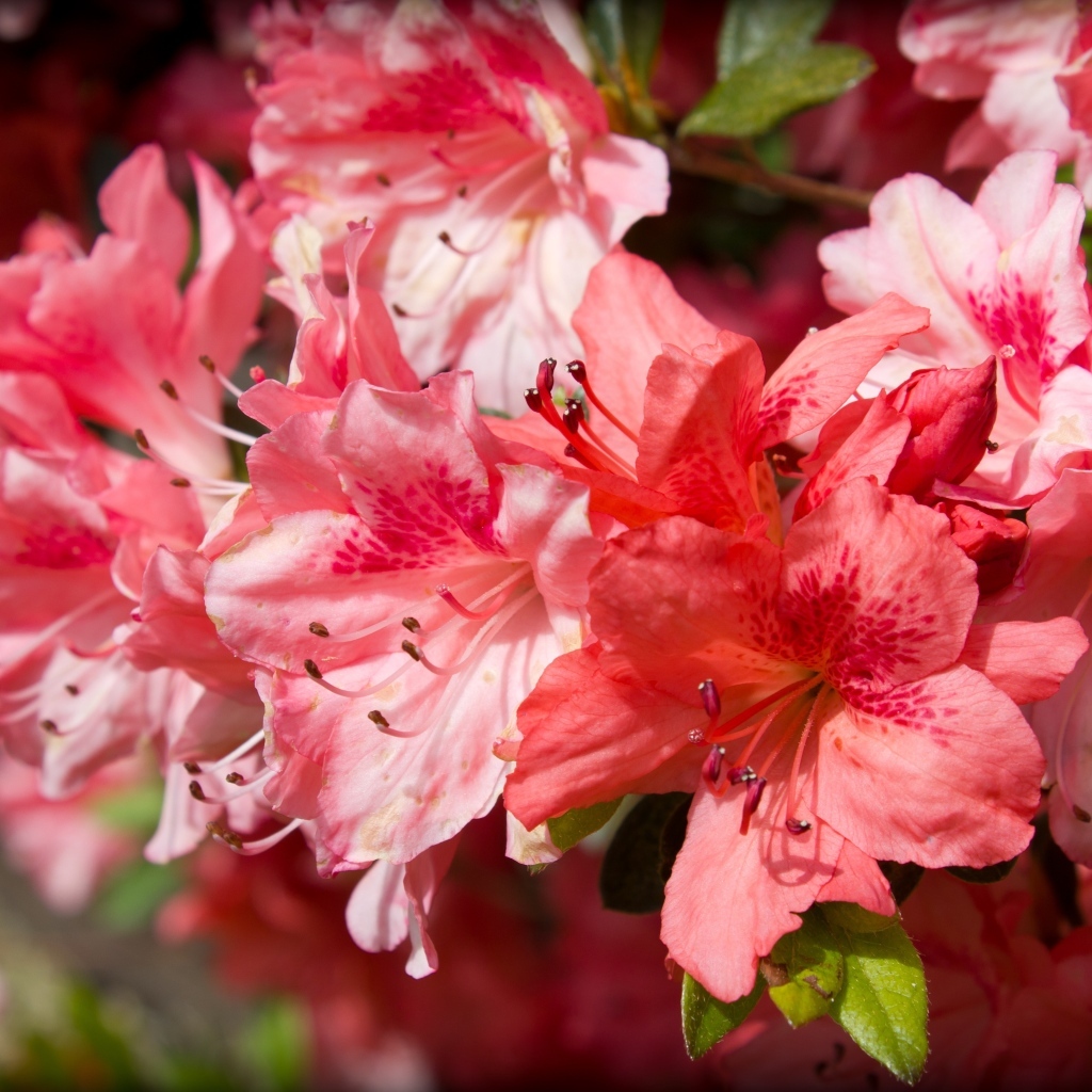 Розовые цветы азалия крупным планом