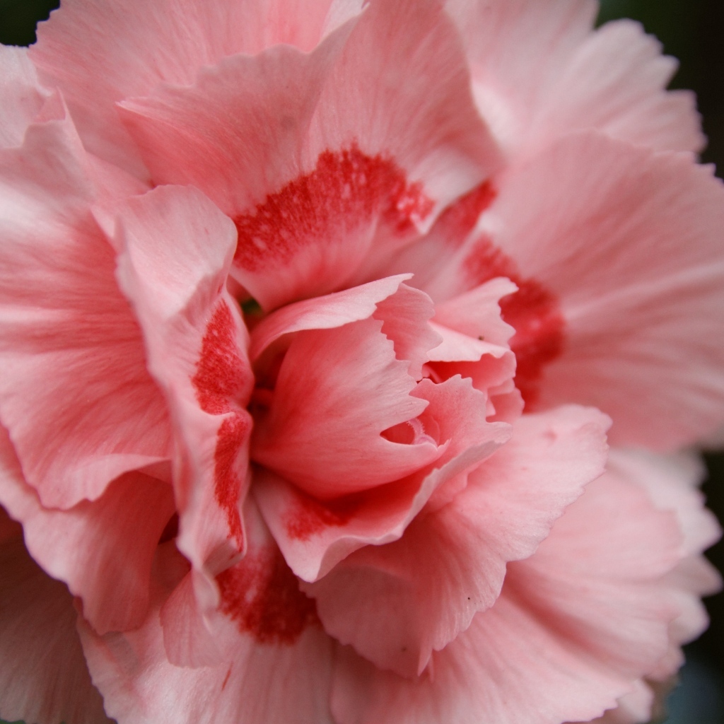 Розовая гвоздика крупным планом