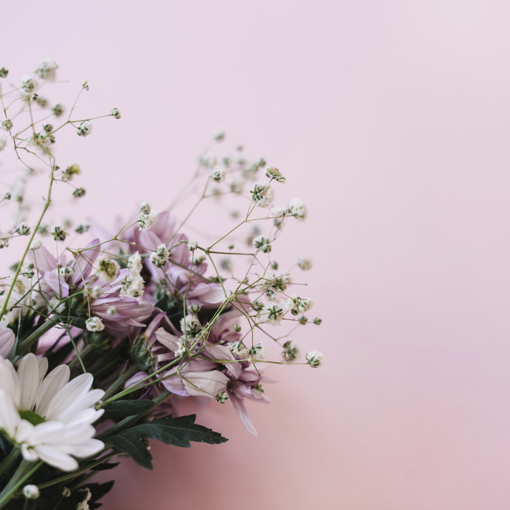 Розовые цветы хризантемы с цветами гипсофилы на белом фоне