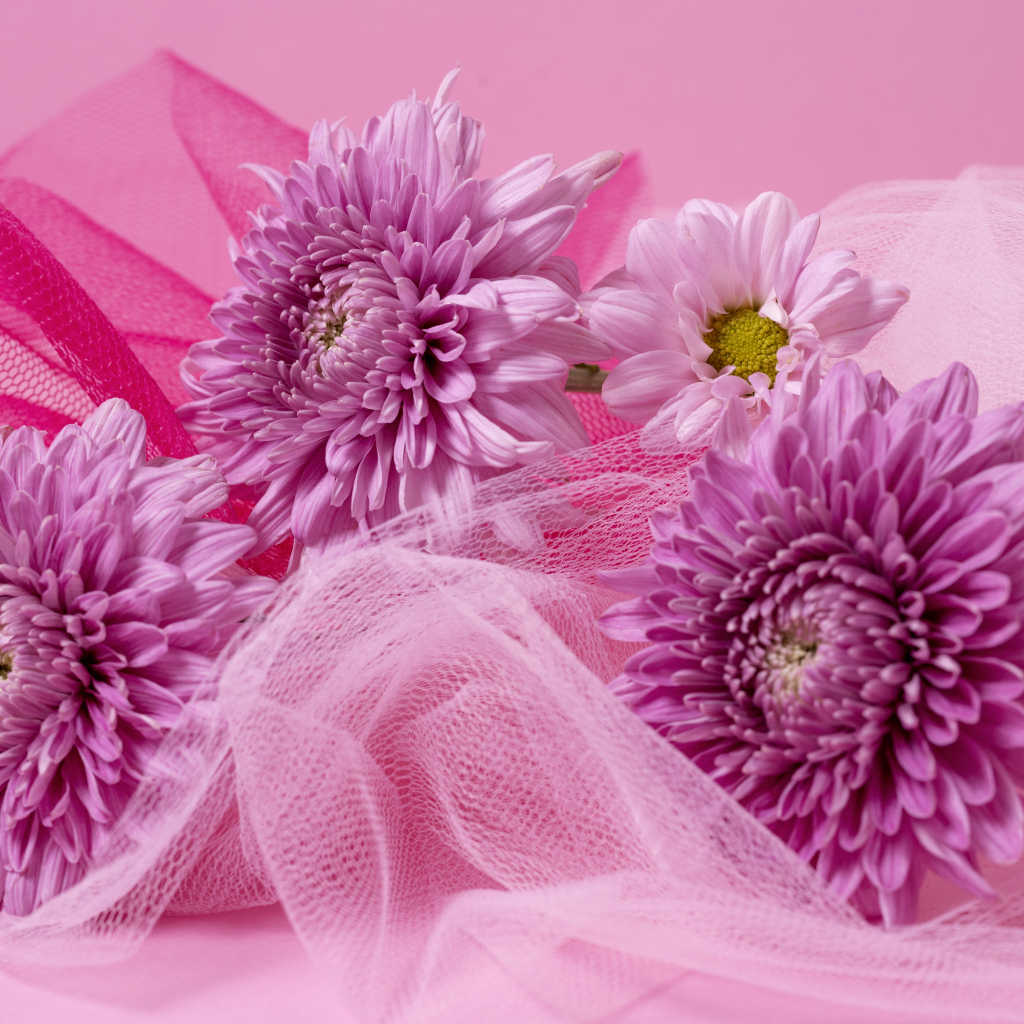 Розовые хризантемы и вуаль на розовом фоне